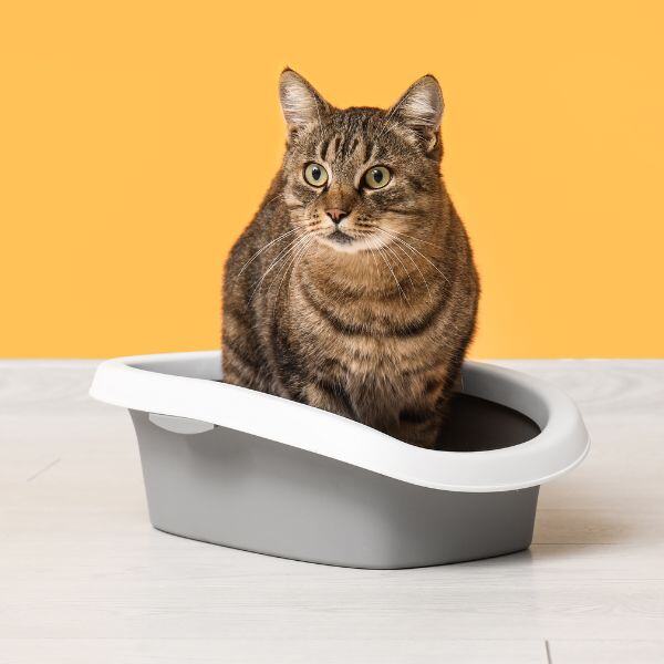 Cat sit in litter box best sale